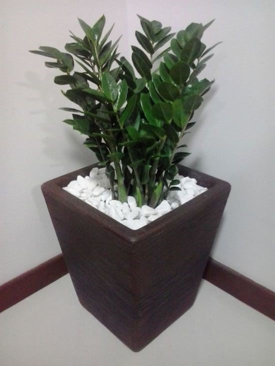 Plantas ornamentales ideales para la oficina